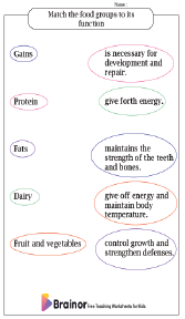 Matching Food Groups to Its Functions Worksheet